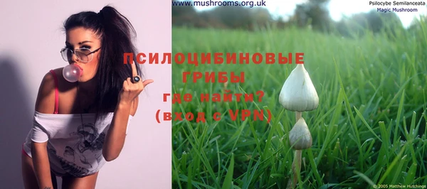 прущие грибы Каменногорск